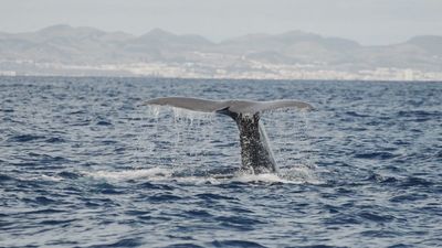 De excursión por las aguas de Azores hemos podido ver delfines, cachalotes y hasta orcas