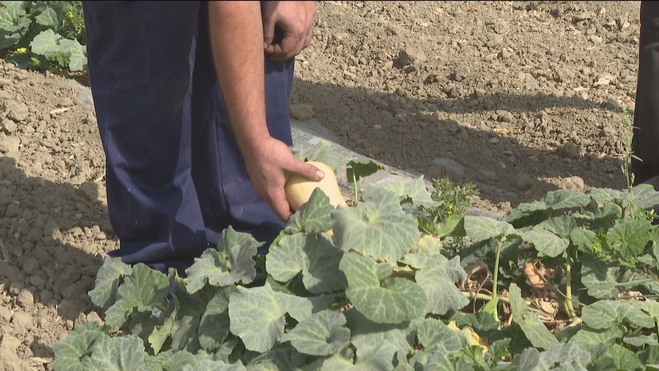 La sequía azota a los agricultores de Madrid