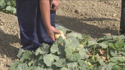 La sequía azota a los agricultores de Madrid