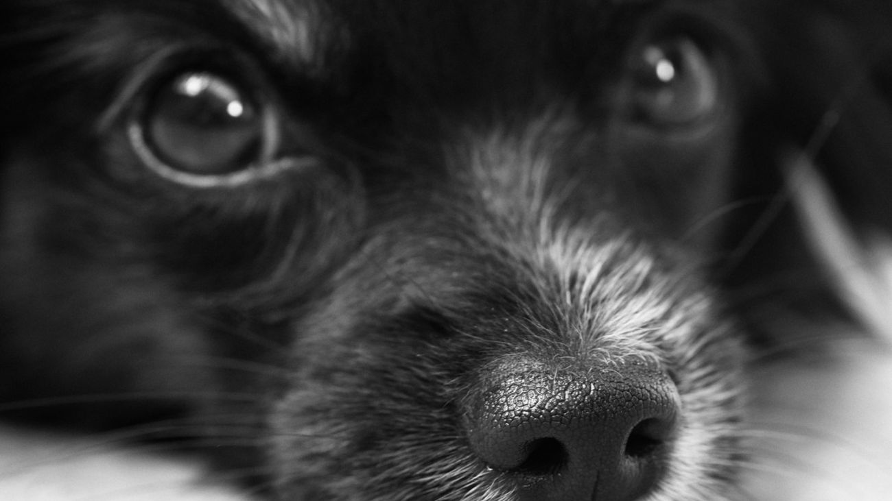 La Generalitat pretende que los condenados por maltrato animal no puedan tener la custodia de sus hijos