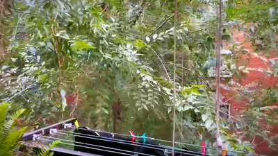 En Villaverde los árboles se meten en los pisos y dejan sin luz a los vecinos