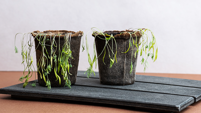 Cómo revivir tus plantas secas al volver de vacaciones