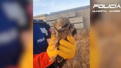Rescatan a un milano común herido en un ala cerca de la Cañada Real