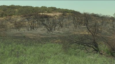 El Parque Natural de Aranjuez vuelve a la vida tras el incendio sufrido hace un mes