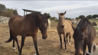 Nace en Madrid una asociación para rescatar y apadrinar caballos