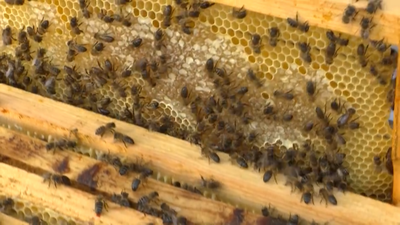 Apicultores, en riesgo: la producción de miel cae hasta un 50%