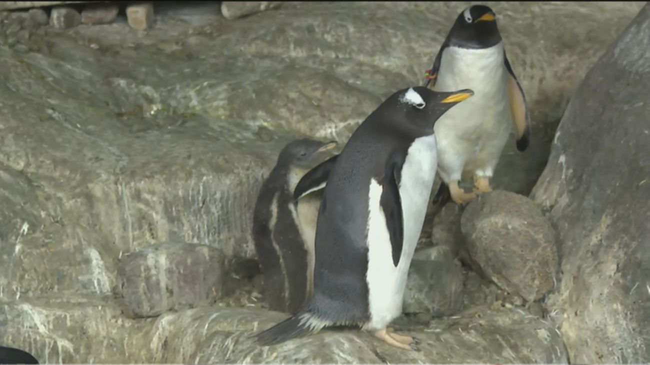 Crecen a gran velocidad los 10 polluelos de pingüino de Faunia
