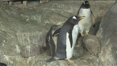 Crecen a gran velocidad los 10 polluelos de pingüino de Faunia