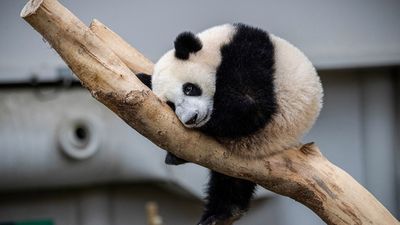 Faunia y el Zoo de Madrid se unen a Sonrisas sin Cáncer para animar el verano a los más pequeños