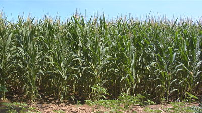 La sequía adelanta la recogida del cultivo de maíz de Madrid