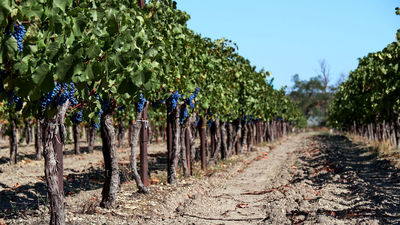 Estas son las bodegas españolas que se sitúan entre las mejores del mundo