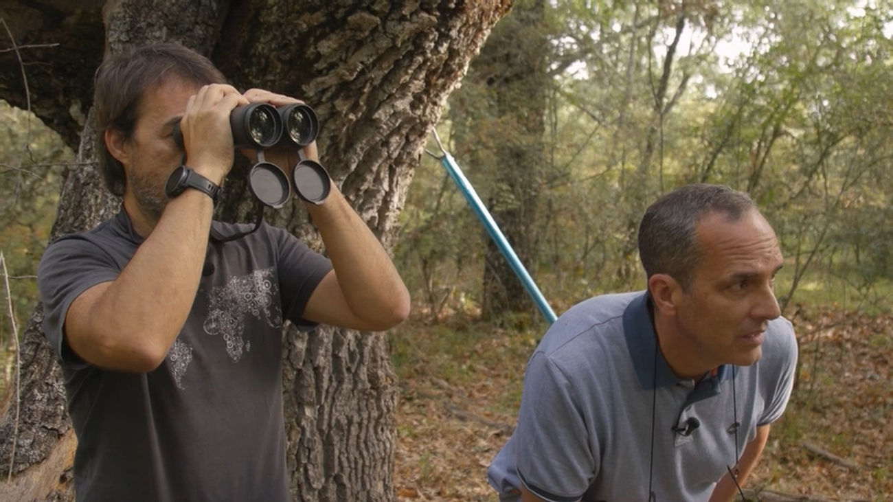 En busca del papamoscas cerrojillo en La Hiruela