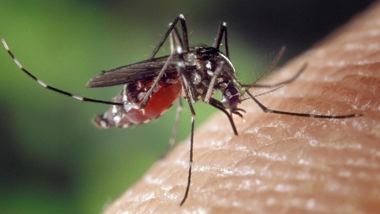 Mosquito virus del Nilo Occidental