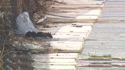 Vecinos de Getafe, "atrincherados" en sus casas por temor a las ratas