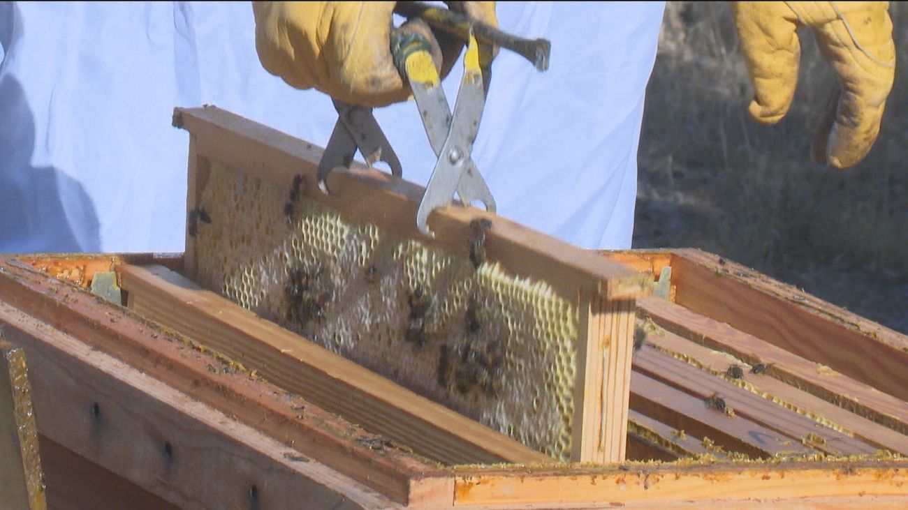 Los apicultores de Aranjuez  alertan de una de las peores temporadas de miel de los últimos años