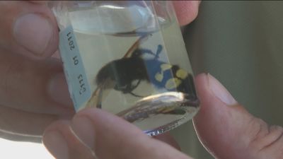 Mensaje de tranquilidad: No hay avispas asiáticas en Madrid