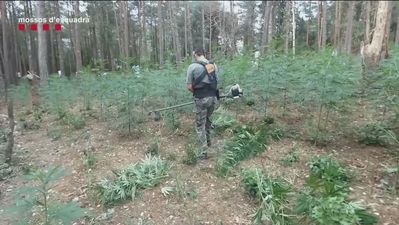 Desmanteladas 2.148 plantas de marihuana en una finca rural de Girona y en alta montaña