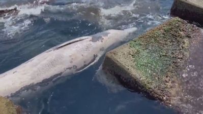 Encuentran una ballena muerta en una playa de Barcelona