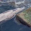 Encuentran una ballena muerta en una playa de Barcelona