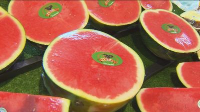 Un agricultor sevillano vigila sus sandías con cámaras para evitar los robos