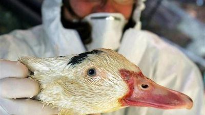 Valencia vigila 10 posibles casos de virus aviar en humanos