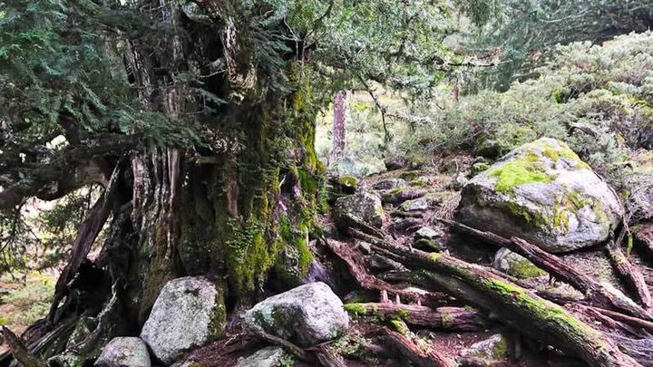 El tejo milenario de Barondillo / JOSÉ LUIS IZQUIERDO/PNSG