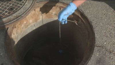 Así acaban con las plagas de ratas e insectos en la Comunidad de Madrid