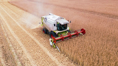 El CSIC crea un modelo que predice la respuesta de las plantas ante el cambio climático