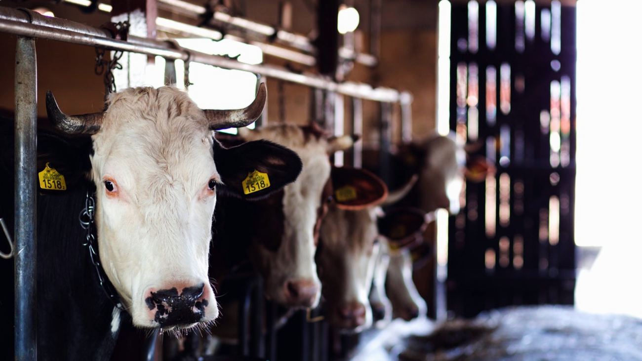 Los grandes mataderos tendrán que tener sistemas de videovigilancia a partir de agosto de 2023