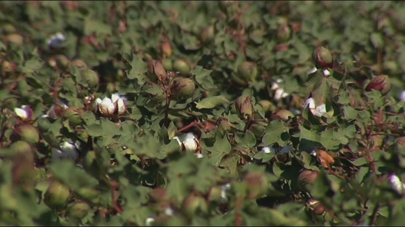 'Lo único que me queda es llorarle a la mata', así describe un agricultor la situación de sequía en el campo