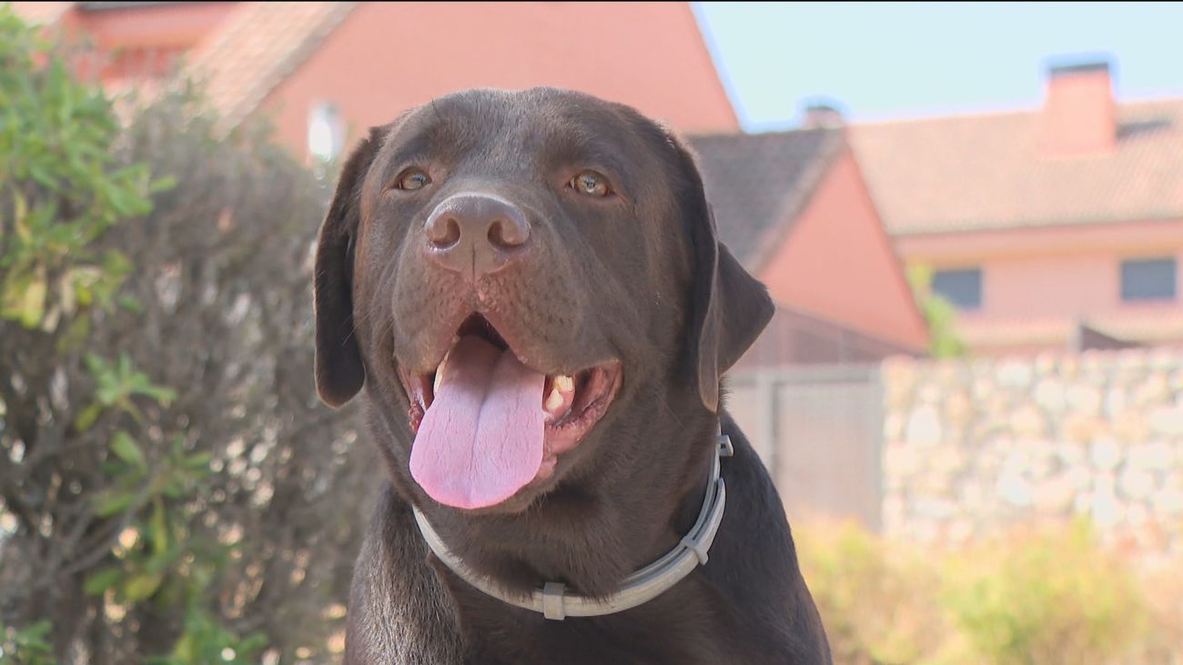 Encuentran salchichas envenenadas por las calles de Miraflores de la Sierra