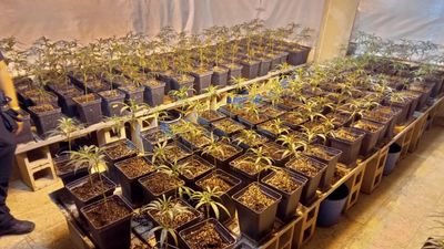 La Policía Local incauta una plantación de marihuana con 240 plantas en Valdemorillo