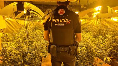 Desmantelado un cultivo de marihuana en una vivienda de Móstoles con 315 plantas