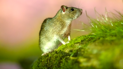 La basura provoca una plaga de ratas en el Arroyo de Camarmilla, Alcalá de Henares