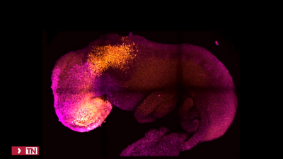 Investigadores crean un embrión con células madre de ratón con cerebro y un corazón que late