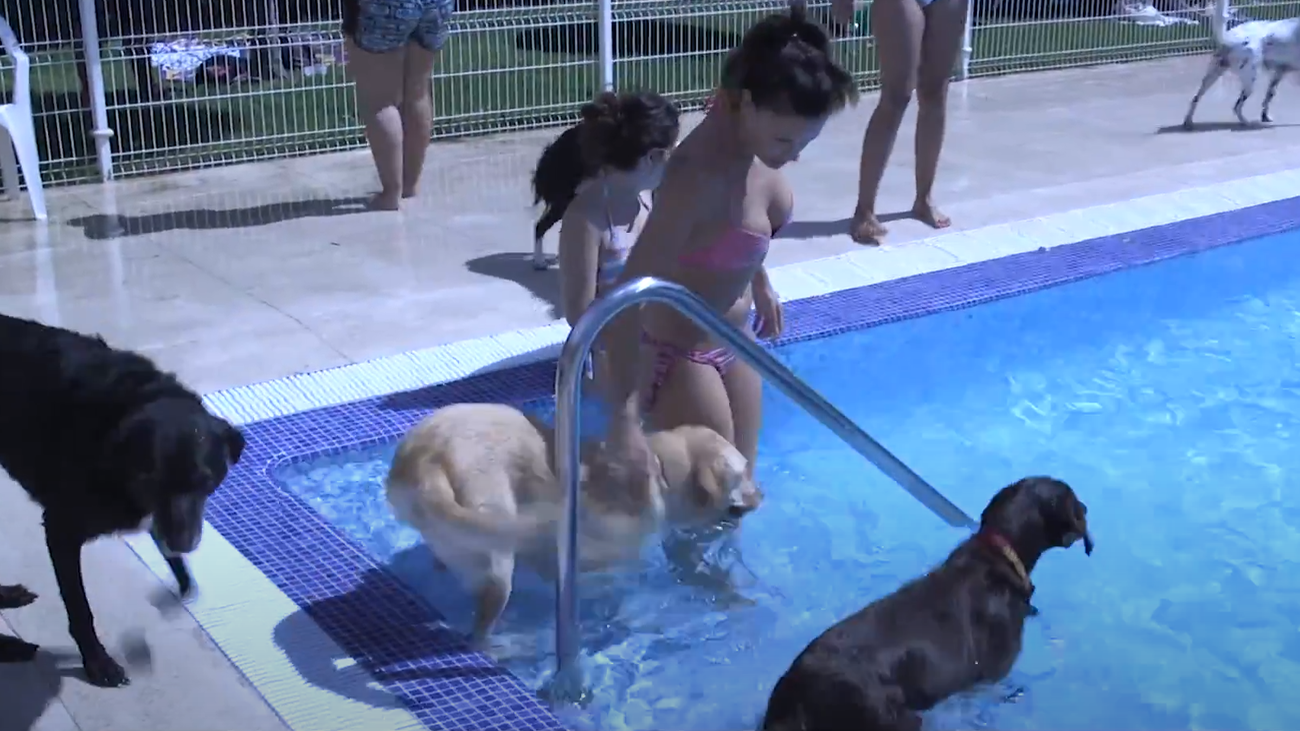 Vuelve en septiembre el 'chapuzón perruno' de Rivas