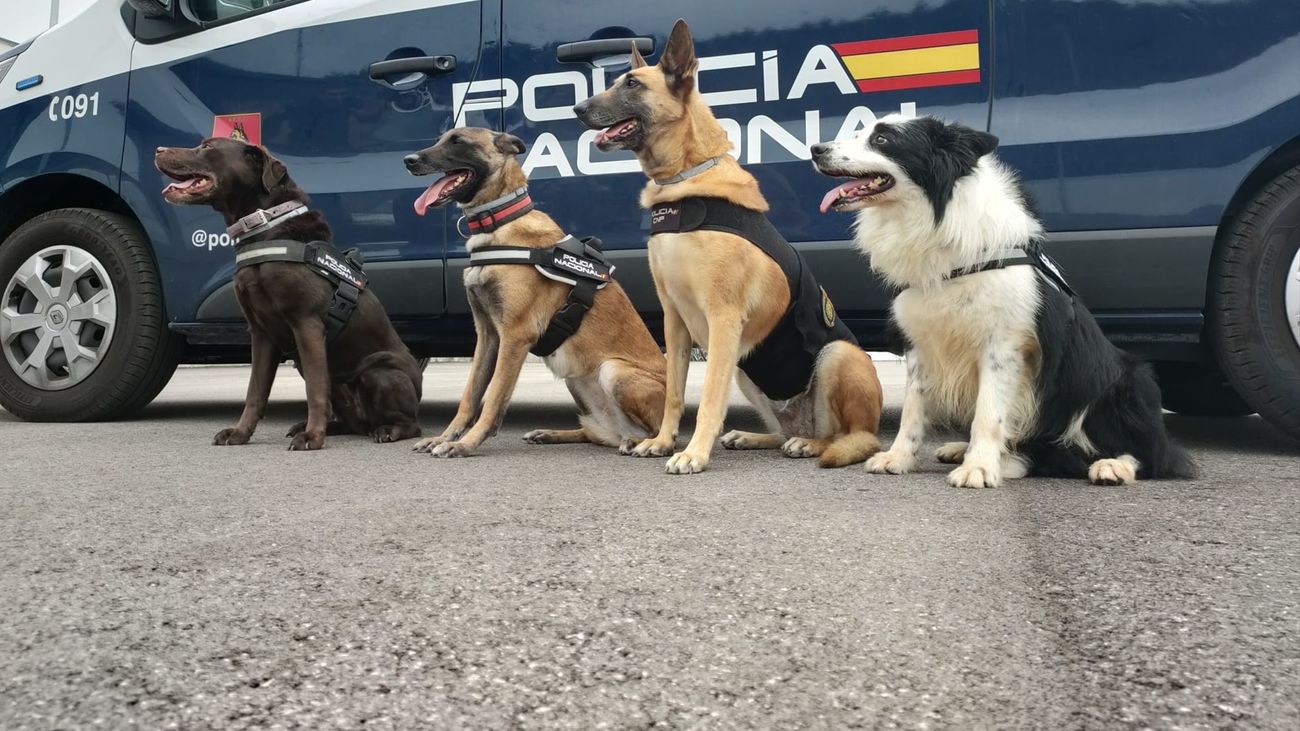 Exhibición de los Guías Caninos