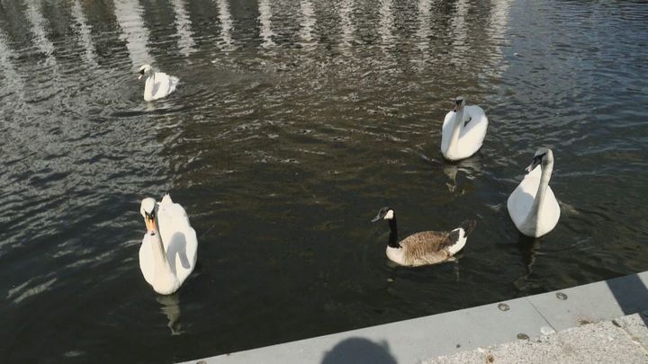 Cisnes de Hamburgo / Redacción