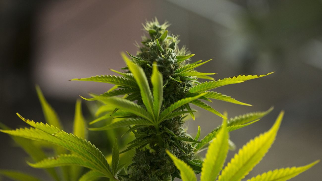 Planta de marihuana en una empresa de la industria del cannabis medicinal