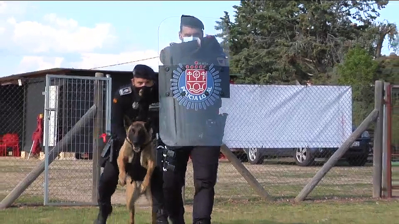 Así entrenan los perros de la Unidad Canina para situaciones límite