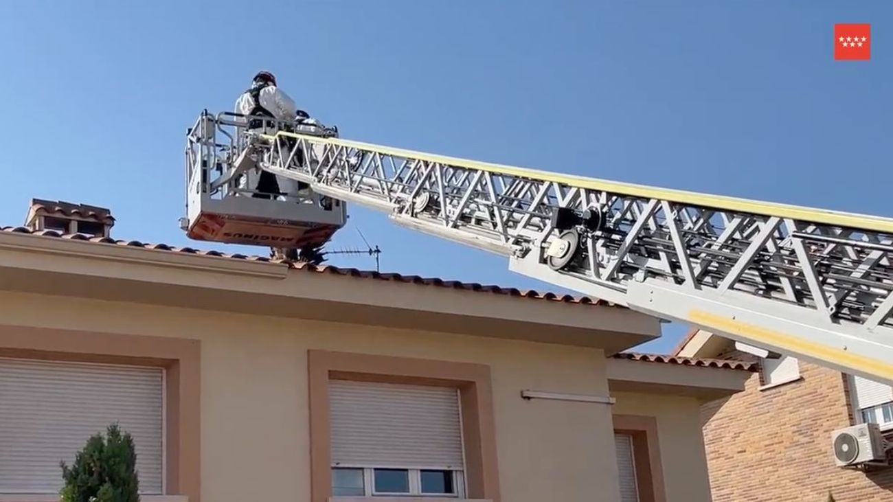 Encuentran el cuerpo sin vida de una especie de buitre protegida en Villanueva de la Cañada