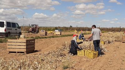 Desarticulan una organización de contratación irregular de temporeros en Albacete