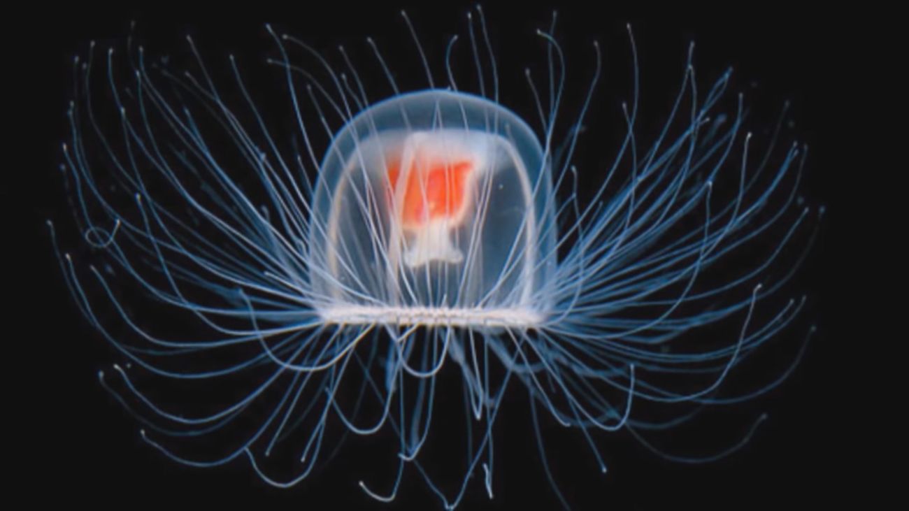 El misterio de la medusa inmortal, ¿abre la puerta a la eterna juventud?