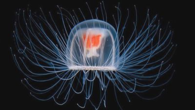 El misterio de la medusa inmortal, ¿abre la puerta a la eterna juventud?