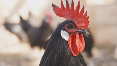 La gallina castellana negra, una especie en peligro de extinción que tratan de recuperar en Montejo de la Sierra