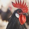 La gallina castellana negra, una especie en peligro de extinción que tratan de recuperar en Montejo de la Sierra