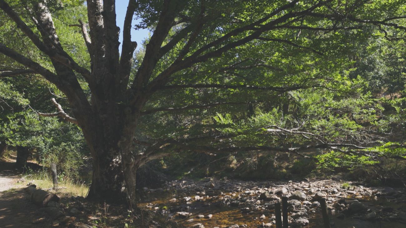 Bienvenidos al Hayedo de Montejo, una de las zonas naturales más impresionantes de la Comunidad de Madrid