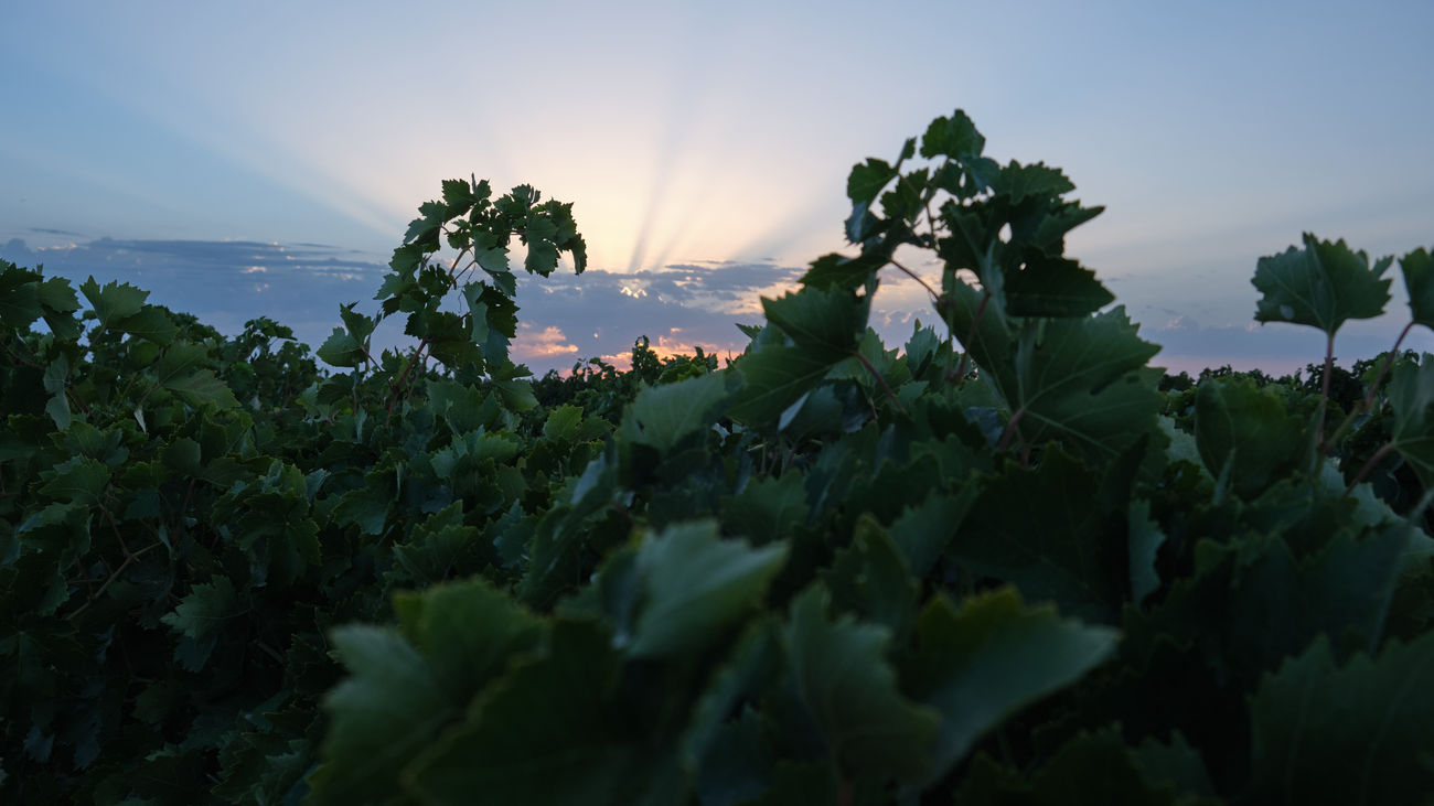 Se adelanta la vendimia en Arganda del Rey debido a la sequía