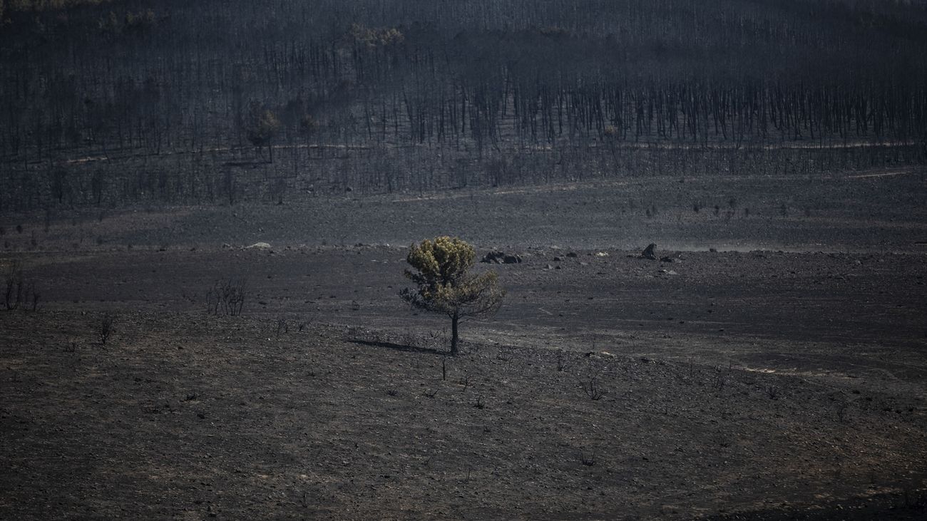Extinguido, tras un mes y medio, el incendio de Zamora con 31.500 hectáreas quemadas