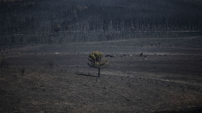 Extinguido, tras un mes y medio, el incendio de Zamora con 31.500 hectáreas quemadas